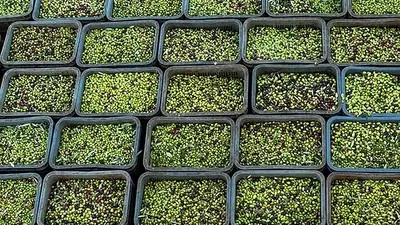 Stacked crates filled with freshly picked green and purple olives