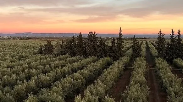 Rows of olive trees in the last light of the afternoon