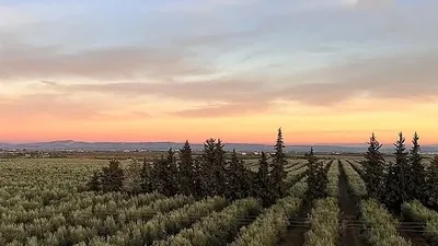 Rows of olive trees in the last light of the afternoon
