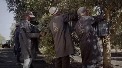 Workers carrying the harvest along a track between the olive trees