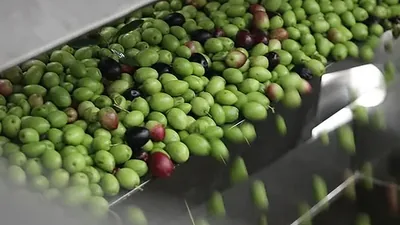 Green and purple olives moving down a stainless chute towards the press