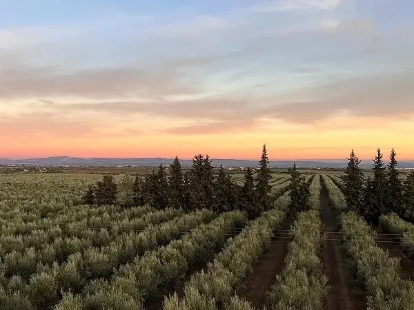 بستان زيتون عند الغروب، صفوف الأشجار ممتدة نحو الأفق