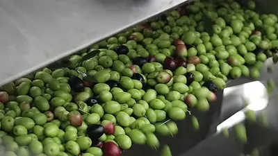 ثمار زيتون خضراء وأرجوانية تنزلق على مجرى فولاذي نحو المعصرة