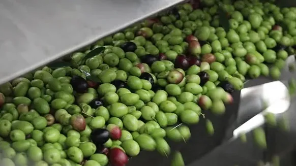 ثمار زيتون خضراء وأرجوانية تنزلق على مجرى فولاذي نحو المعصرة