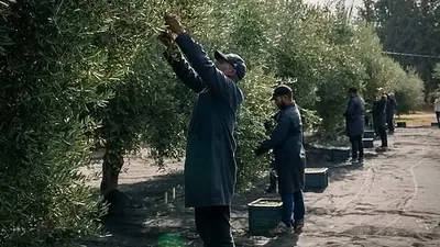 قاطفون يعملون بين الأغصان في موسم قطاف الزيتون